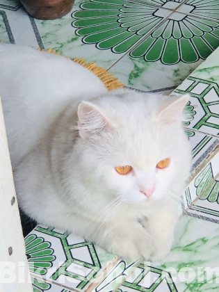 White pure persian male cat